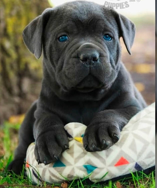 Baby is registered to the contest to win money with this photo: ancient_dog_breeds, canidae, carnivore, collar, companion_dog, dog, dog_breed, dog_collar, fawn, grass, guard_dog, molosser, non_sporting_group, snout, sporting_group, terrestrial_animal, whiskers, working_animal, working_dog, wrinkle