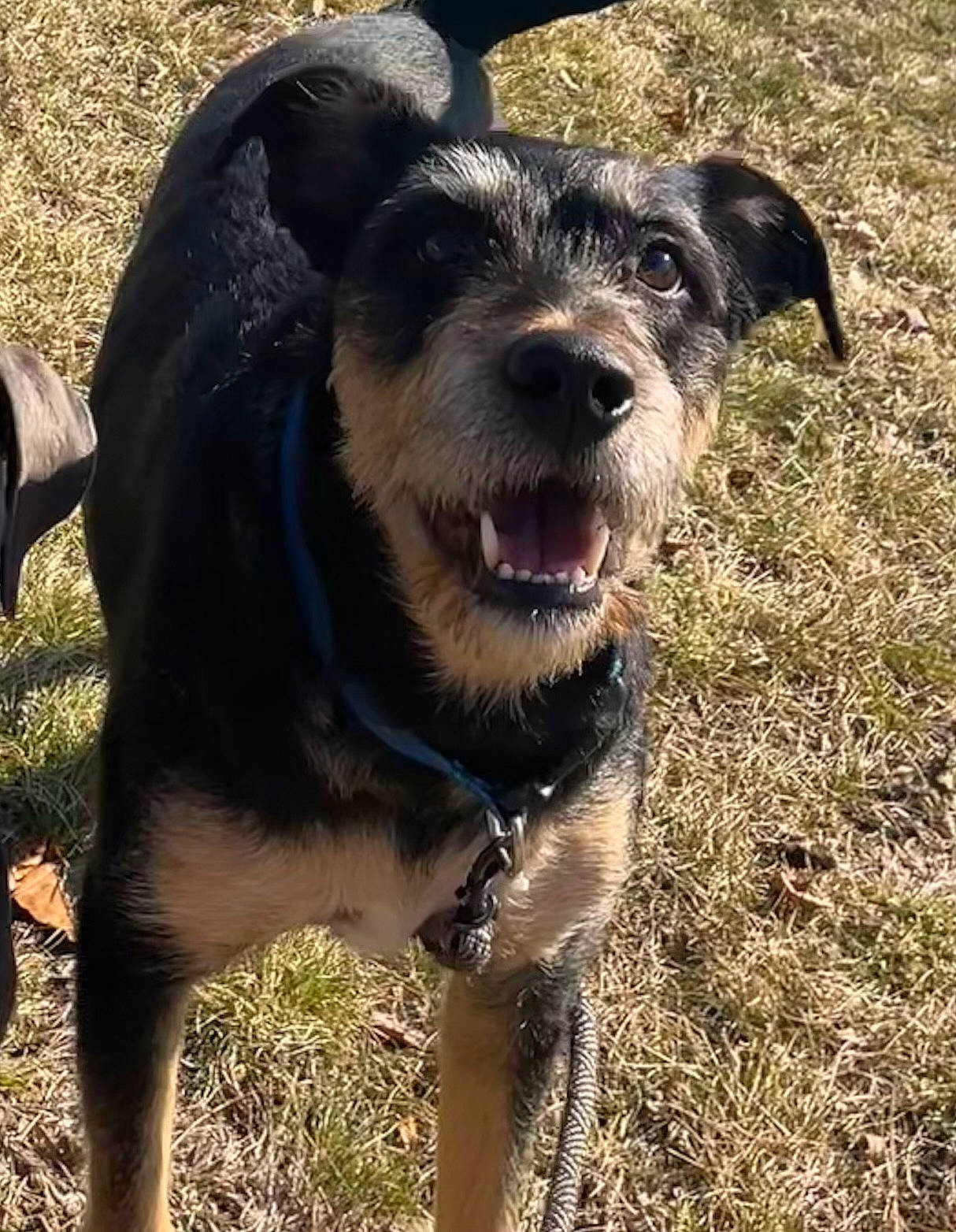 Bubba is registered to the contest to win money with this photo: canidae, carnivore, collar, companion_dog, dog, dog_breed, dog_collar, fang, fur, grass, hunting_dog, leash, recreation, snout, soil, sporting_group, terrestrial_animal, whiskers, working_animal, working_dog