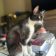 Zaïa a rejoint le concours — aidez-le/la à gagner de superbes lots ! animal, black_and_white, blurred_background, calm, cat, close_up, curious, domestic_cat, fur, furniture, glass_table, green_eyes, household_items, indoor, looking, pet, side_view, sitting, tabletop, whiskers
