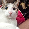 Marshmallow joined the competition — help win amazing prizes! cat, indoor, closeup, curious, wide_eyes, white_fur, tabby, pink_nose, cushion, furniture, background, blurred_foreground, pet, animal, domestic, cozy, close, looking, whiskers, ears