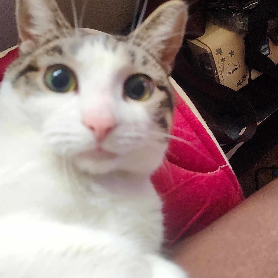 Marshmallow joined the competition — help win amazing prizes! cat, indoor, closeup, curious, wide_eyes, white_fur, tabby, pink_nose, cushion, furniture, background, blurred_foreground, pet, animal, domestic, cozy, close, looking, whiskers, ears