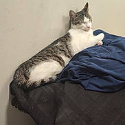 Marshmallow joined the competition — help win amazing prizes! cat, sleepy, bed, blanket, blue_cloth, indoor, wall, feline, resting, domestic_animal, fur, striped, white, tabby, paw, tail, quiet, cozy, pet, relaxed