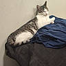 cat, sleepy, bed, blanket, blue_cloth, indoor, wall, feline, resting, domestic_animal, fur, striped, white, tabby, paw, tail, quiet, cozy, pet, relaxed