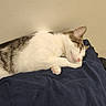 Marshmallow joined the competition — help win amazing prizes! cat, sleeping, nap, fur, white, tabby, paw, indoor, blanket, blue_blanket, resting, cozy, animal, pet, cute, relaxation, comfort, feline, domestic_cat, wall
