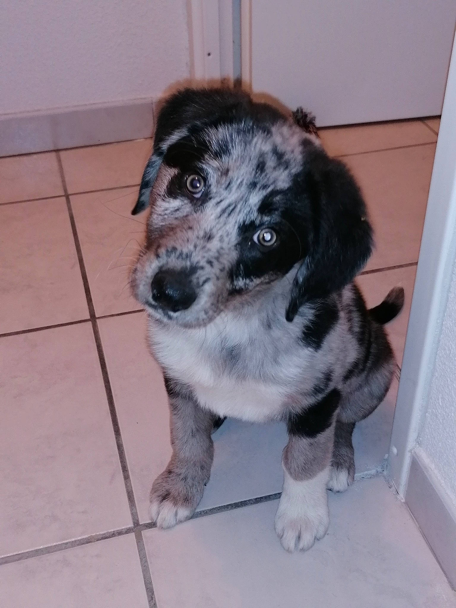 Loup participe au concours pour gagner de l'argent avec cette photo : australian_shepherd, border_collie, canidae, carnivore, companion_dog, dog, dog_breed, english_setter, koolie, mammal, miniature_australian_shepherd, puppy, rare_breed_dog, snout, sporting_group, stabyhoun, texas_heeler, vertebrate