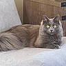 animal, cat, couch, cozy, cute, domestic_cat, feline, fluffy_tail, furniture, gray_cat, home, indoor, long_fur, looking_at_camera, pet, portrait, relaxed, resting, wooden_cabinet, yellow_eyes