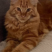 Pearl participe au concours pour gagner de l'argent avec cette photo : cat, ginger, fluffy, pet, animal, feline, whiskers, ears, eyes, paws, fur, relaxed, indoor, cozy, blanket, texture, resting, cute, mammal, portrait