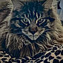 cat, maine_coon, fluffy, feline, pet, animal, indoor, closeup, face, whiskers, ears, eyes, fur, blanket, pattern, leopard_print, cozy, resting, portrait, cute