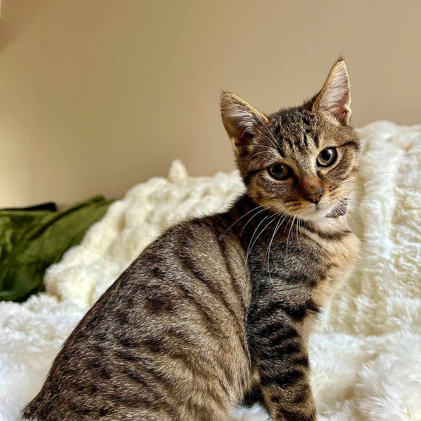 Maé a rejoint le concours — aidez-le/la à gagner de superbes lots ! abyssinian, animal, blanket, cat, couch, egyptiancat, furniture, kitten, manx, pet