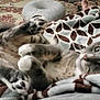 animal, blanket, carpet, cat, cat_bed, cozy, domestic, feline, fur, indoor, patterned_blanket, paws, pet, playful, relaxed, resting, scratching_post, tabby, tail, whiskers