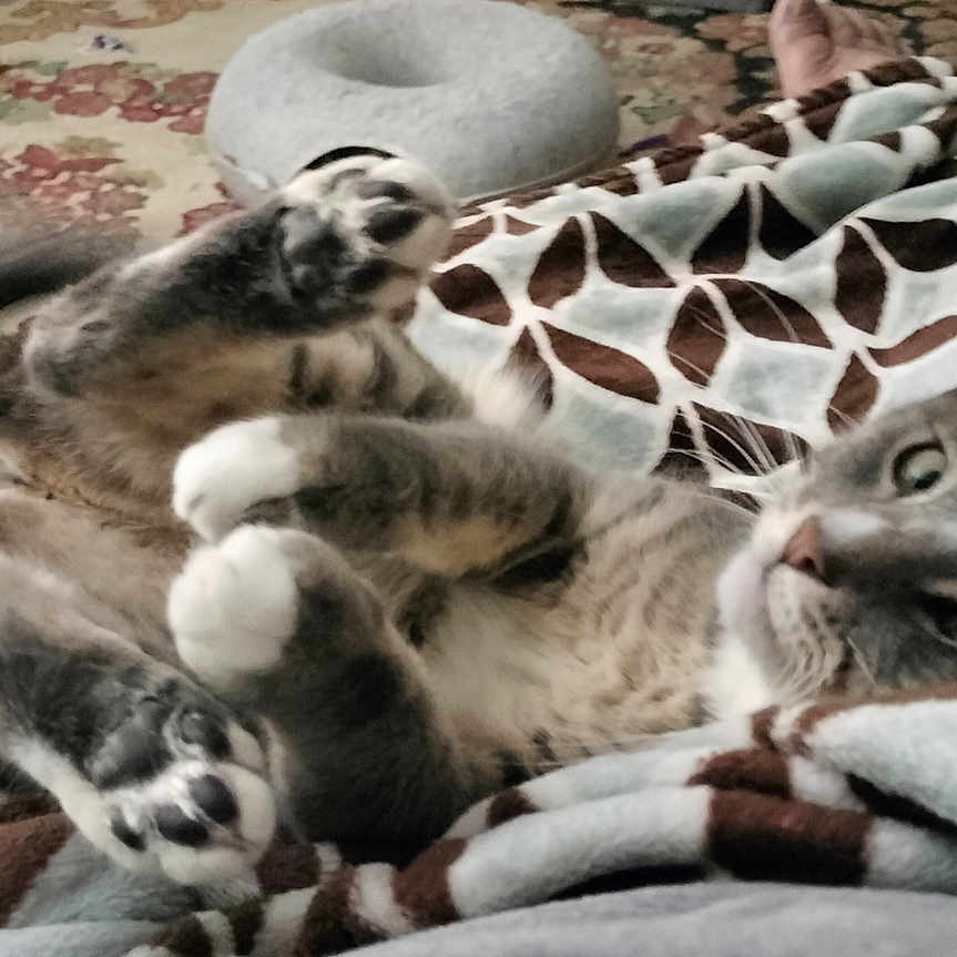 Oliver is registered to the contest to win money with this photo: animal, blanket, carpet, cat, cat_bed, cozy, domestic, feline, fur, indoor, patterned_blanket, paws, pet, playful, relaxed, resting, scratching_post, tabby, tail, whiskers