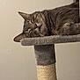 Oliver is registered to the contest to win money with this photo: cat, tabby, sleeping, cat_tree, indoor, pet, feline, whiskers, relaxed, cozy, fur, resting, animal, domestic_cat, closeup, soft, ears, cute, calm, quiet
