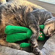 Oliver is registered to the contest to win money with this photo: cat, tabby, sleeping, plush_toy, green_toy, pet_bed, cozy, indoor, window, sunlight, relaxation, cute, animal, fur, whiskers, paws, resting, domestic_cat, soft, nap