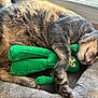 cat, tabby, sleeping, plush_toy, green_toy, pet_bed, cozy, indoor, window, sunlight, relaxation, cute, animal, fur, whiskers, paws, resting, domestic_cat, soft, nap