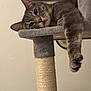 cat, tabby_cat, cat_tree, paw, fur, indoor, pet, animal, relaxed, gray, striped, feline, whiskers, curious, claw, soft_texture, lounge, household, cozy, resting