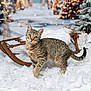 cat, tabby_cat, sled, snow, winter, christmas_tree, holiday_lights, festive, decorations, indoor, fluffy, wooden, pet, animal, cute, curious, feline, winter_scene, cozy, background