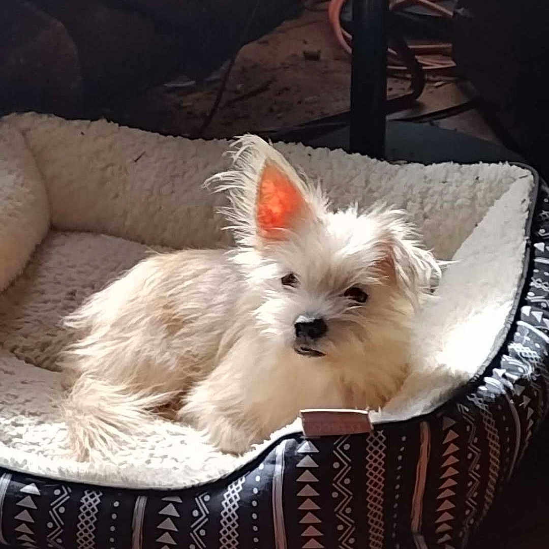 Ruby is registered to the contest to win money with this photo: animal, cables, comfort, cozy, cute, dog, ear, firewood, fluffy, fur, home_interior, indoor, patterned_bed, pet_bed, relaxed, resting, shadow, small_dog, sunlight, wood_floor