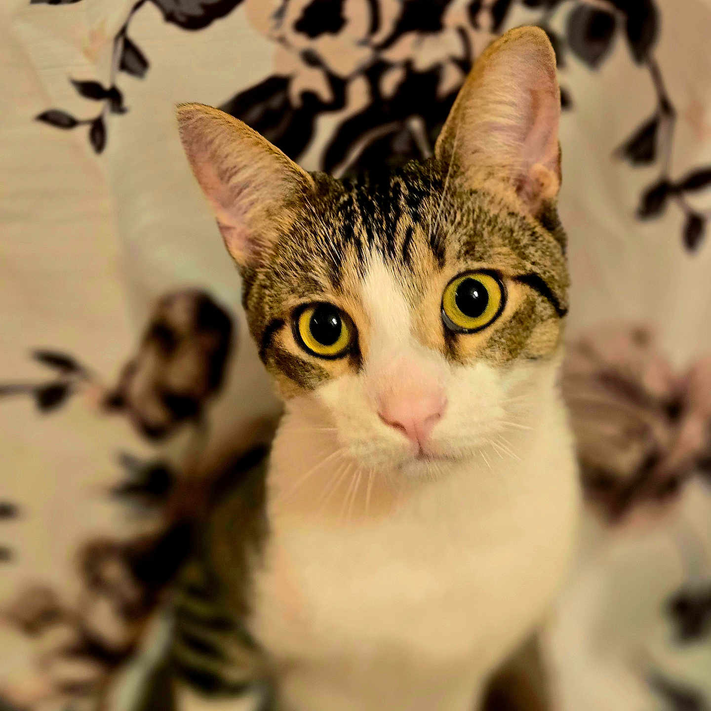 Finn joined the competition — help win amazing prizes! animal, background, cat, closeup, curious, cute, domestic, ears, eyes, feline, fur, indoor, looking, mammal, pattern, pet, portrait, sitting, tabby, whiskers