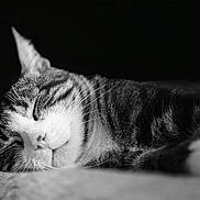 Pelli is registered to the contest to win money with this photo: animal, black_and_white, calm, cat, close_up, cute, domestic_cat, feline, fur, indoor, peaceful, pet, portrait, quiet, relaxed, resting, sleeping, soft_surface, tabby, whiskers