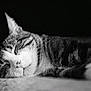 animal, black_and_white, calm, cat, close_up, cute, domestic_cat, feline, fur, indoor, peaceful, pet, portrait, quiet, relaxed, resting, sleeping, soft_surface, tabby, whiskers