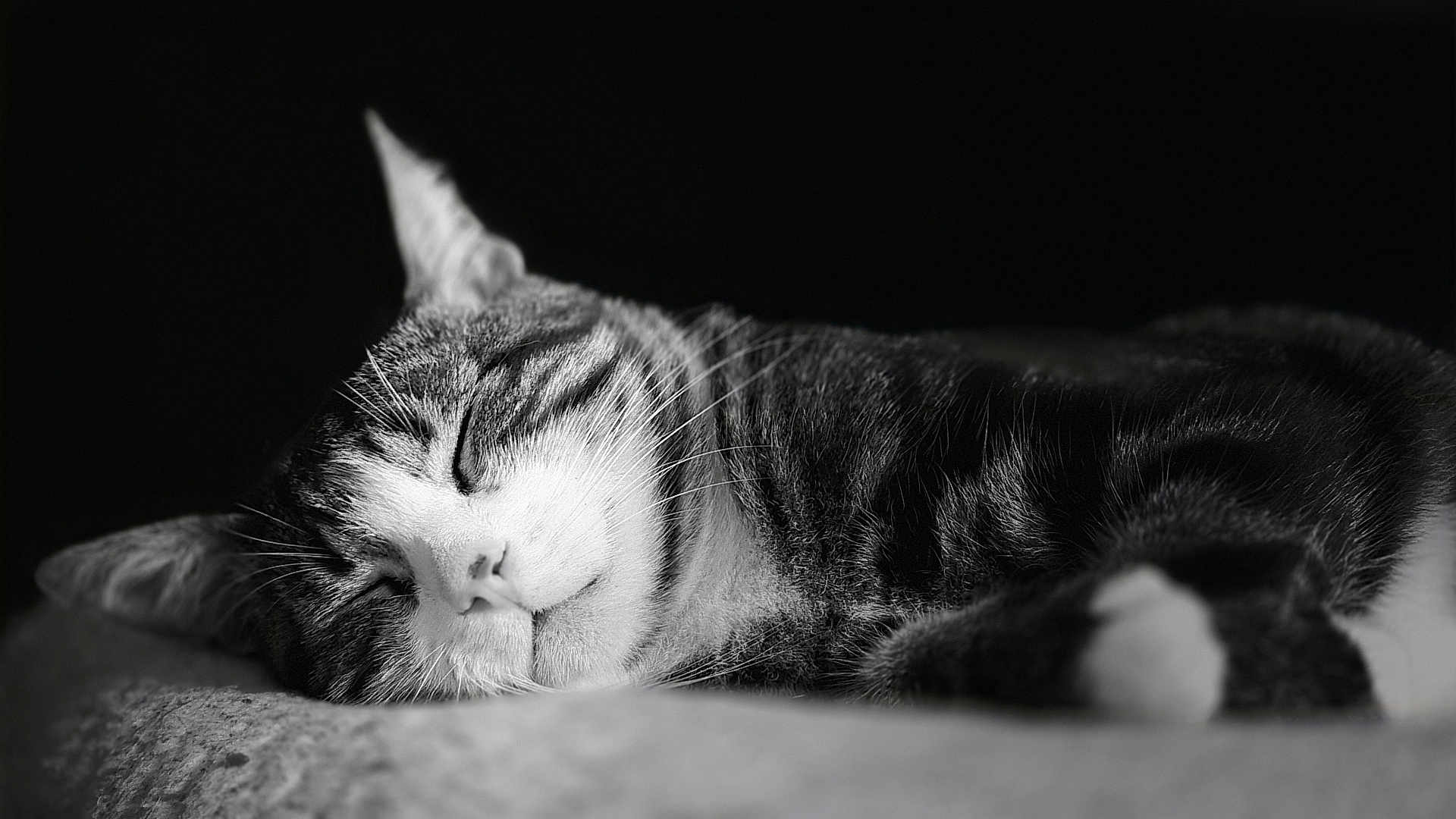 Pelli is registered to the contest to win money with this photo: animal, black_and_white, calm, cat, close_up, cute, domestic_cat, feline, fur, indoor, peaceful, pet, portrait, quiet, relaxed, resting, sleeping, soft_surface, tabby, whiskers