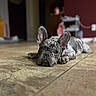 Zeus is registered to the contest to win money with this photo: animal, black, brown, close_up, cute, dog, domestic_animal, ears, floor, french_bulldog, gray, indoor, looking_up, lying_down, pet, puppy, room, snout, tile_floor, whiskers