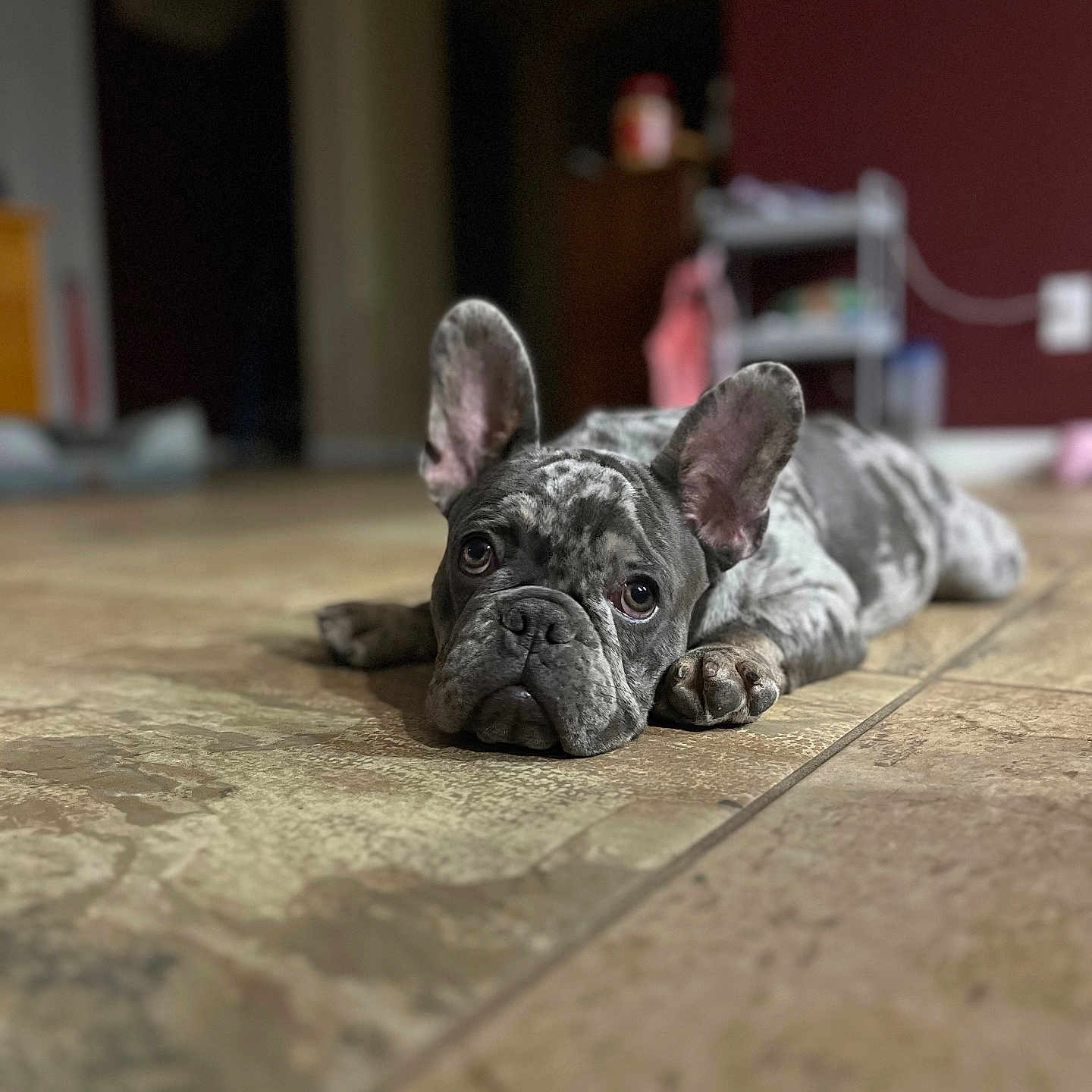 Zeus
