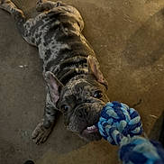 Zeus is registered to the contest to win money with this photo: animal, brindle, chewing, close_up, concrete_floor, cute, dog, ears, french_bulldog, indoor, lying_down, pet, pet_toy, playful, playing, puppy, rope_toy, teeth, tug_of_war, wide_eyes