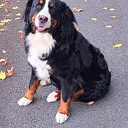 Shiva a rejoint le concours — aidez-le/la à gagner de superbes lots ! bernese_mountain_dog, dog, pet, animal, fluffy, black_white_brown, tri_color, sitting, smiling, open_mouth, long_fur, paws, white_chest, outdoor, autumn, fallen_leaves, asphalt, path, portrait, camera_watermark