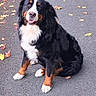bernese_mountain_dog, dog, pet, animal, fluffy, black_white_brown, tri_color, sitting, smiling, open_mouth, long_fur, paws, white_chest, outdoor, autumn, fallen_leaves, asphalt, path, portrait, camera_watermark