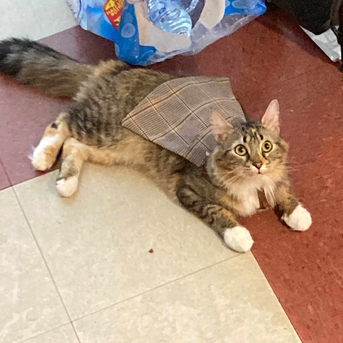 Jasper joined the competition — help win amazing prizes! animal, black_stripes, brown, cape, cat, curious, cute, domestic, floor, fur, indoor, package, pet, plaid, resting, tabby, tile_floor, water_bottles, white_paws, wide_eyes