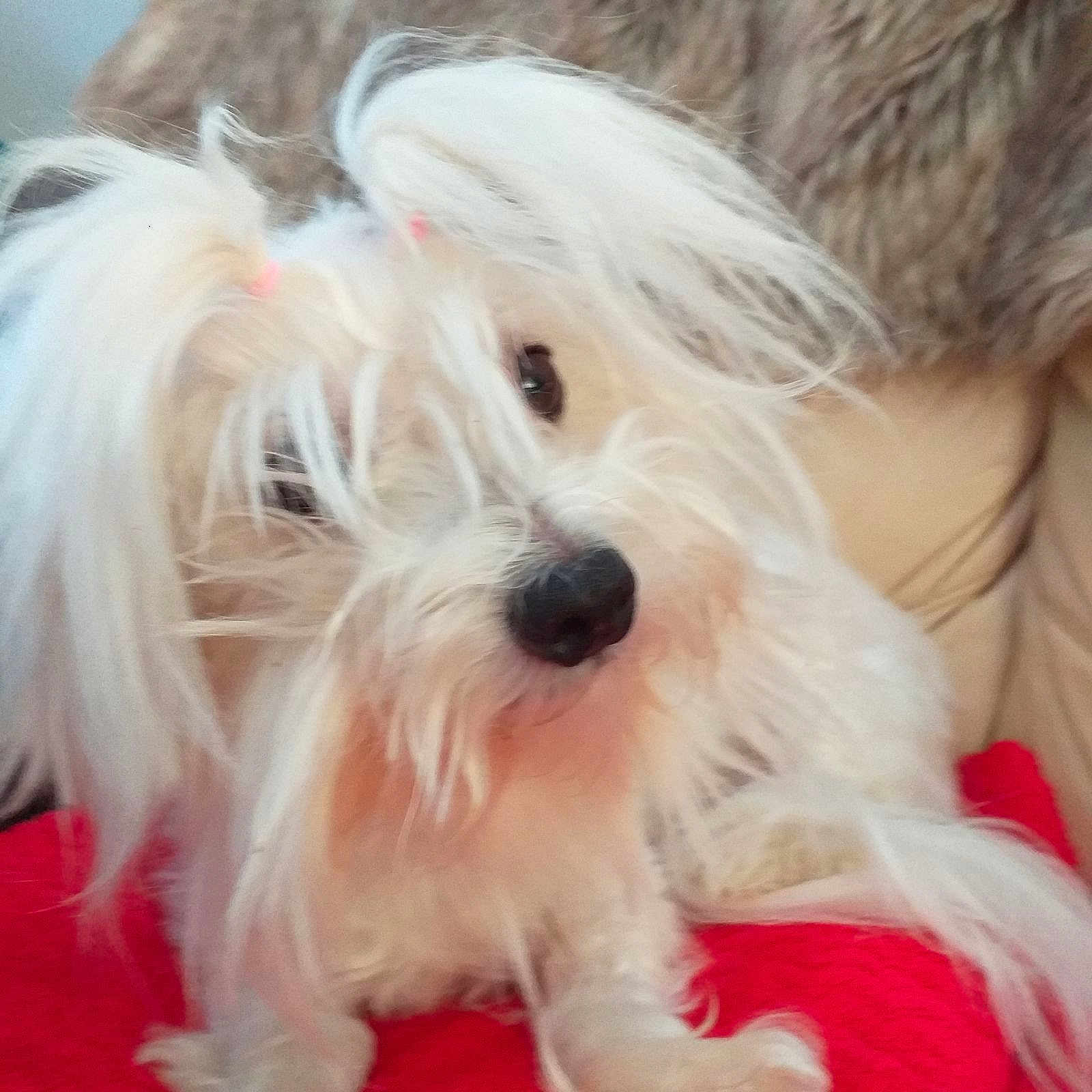 Julietta participe au concours pour gagner de l'argent avec cette photo : dog, white_fur, long_hair, pet, cute, indoor, red_blanket, fur, animal, small_dog, curious, playful, cozy, closeup, lying_down, domestic_animal, adorable, fluffy, companion, relaxed
