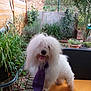 dog, fluffy, white, tie, purple, tongue, outdoor, garden, plants, wicker_chair, orange_cushion, pet, cute, fur, nature, decor, wooden_fence, leaves, greenery, playful