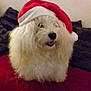 dog, white_fur, santa_hat, red_hat, pet, fluffy, indoor, cushion, red_surface, cozy, festive, holiday, animal, fur, mouth_open, cute, domestic_animal, companion, relaxed, background