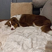Naya participe au concours pour gagner de l'argent avec cette photo : dog, sleeping, brown_and_white, blanket, couch, pillows, indoor, cozy, resting, fur, pet, canine, home, relaxation, comfort, animal, domestic, nap, furniture, soft