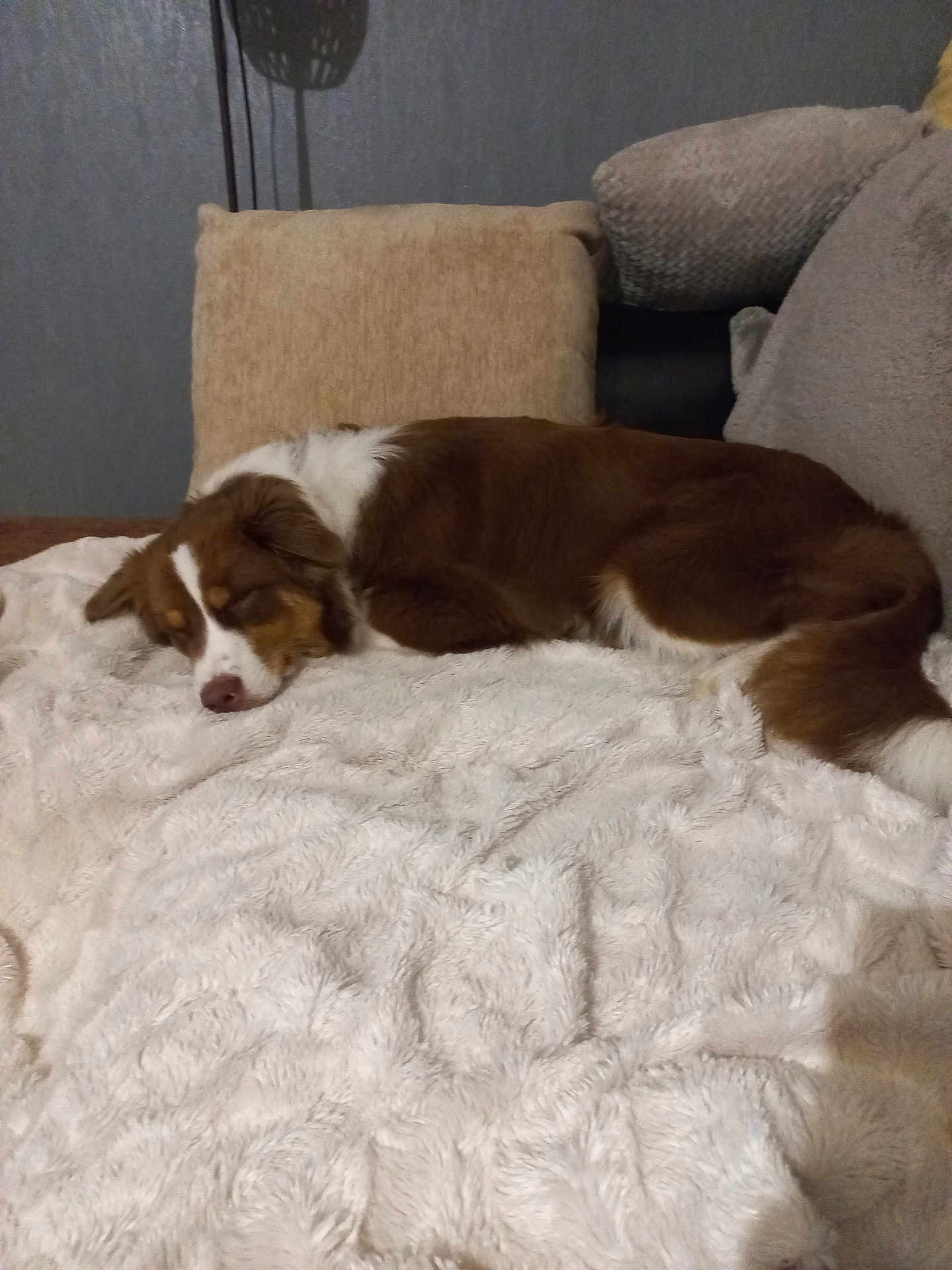 Naya participe au concours pour gagner de l'argent avec cette photo : dog, sleeping, brown_and_white, blanket, couch, pillows, indoor, cozy, resting, fur, pet, canine, home, relaxation, comfort, animal, domestic, nap, furniture, soft