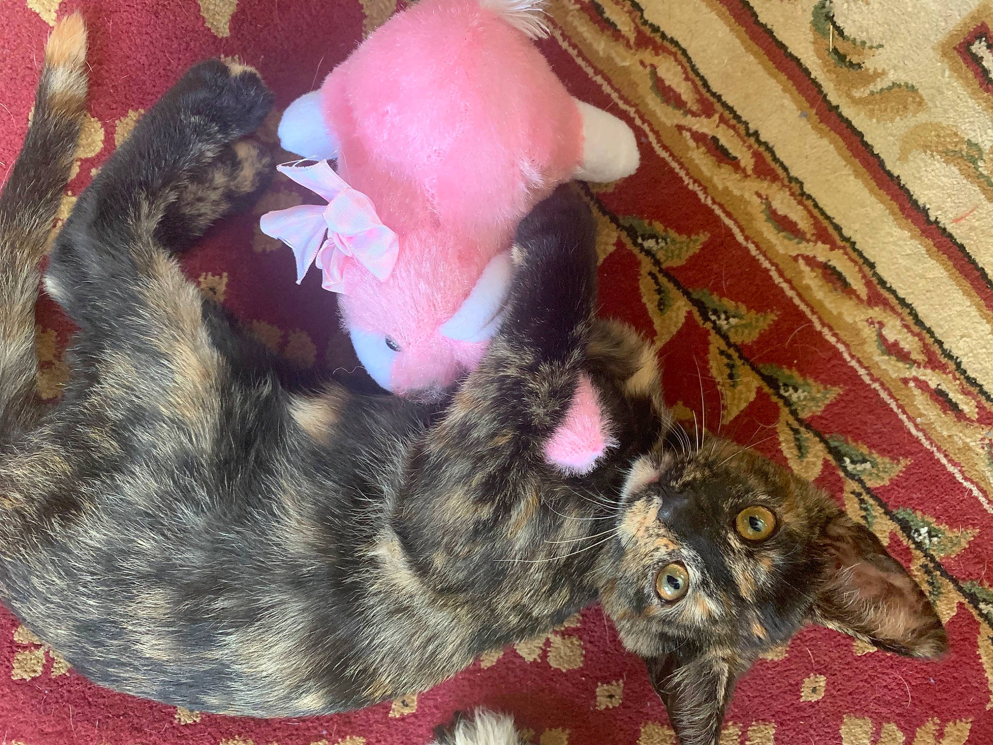 Trixie is registered to the contest to win money with this photo: carnivore, cat, domestic_short_haired_cat, dragon_li, european_shorthair, felidae, fur, german_rex, kitten, pixie_bob, polydactyl_cat, small_to_medium_sized_cats, tabby_cat, tail, whiskers