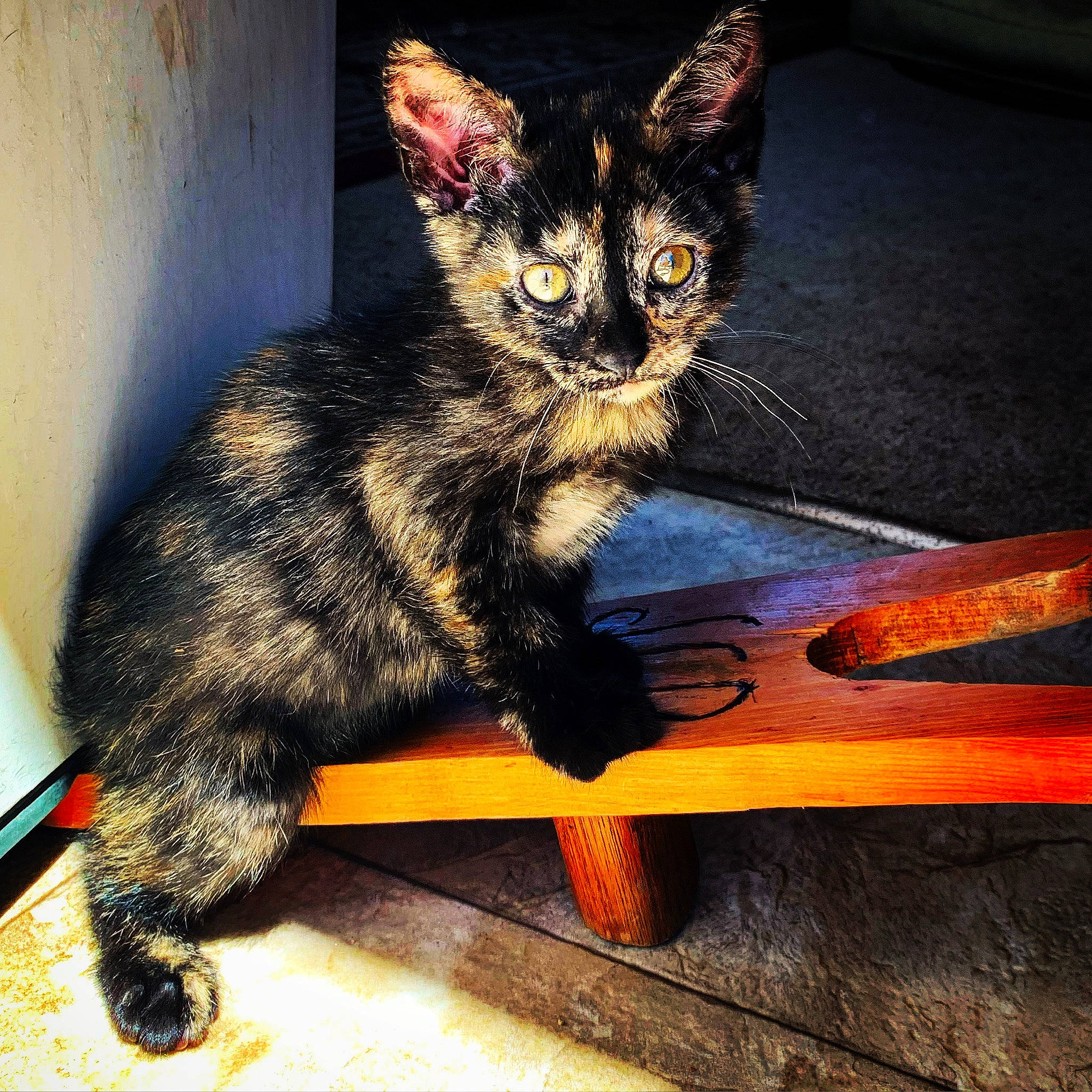 Trixie joined the competition — help win amazing prizes! asian, carnivore, cat, domestic_short_haired_cat, european_shorthair, eye, felidae, german_rex, kitten, mammal, paw, small_to_medium_sized_cats, square, tabby_cat, tail, whiskers