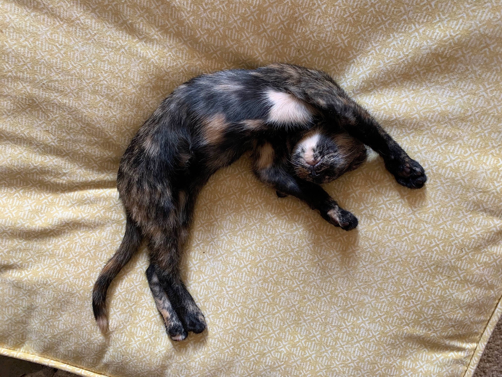 Trixie joined the competition — help win amazing prizes! carnivore, cat, claw, felidae, fur, mammal, small_to_medium_sized_cats, tail, vertebrate, whiskers