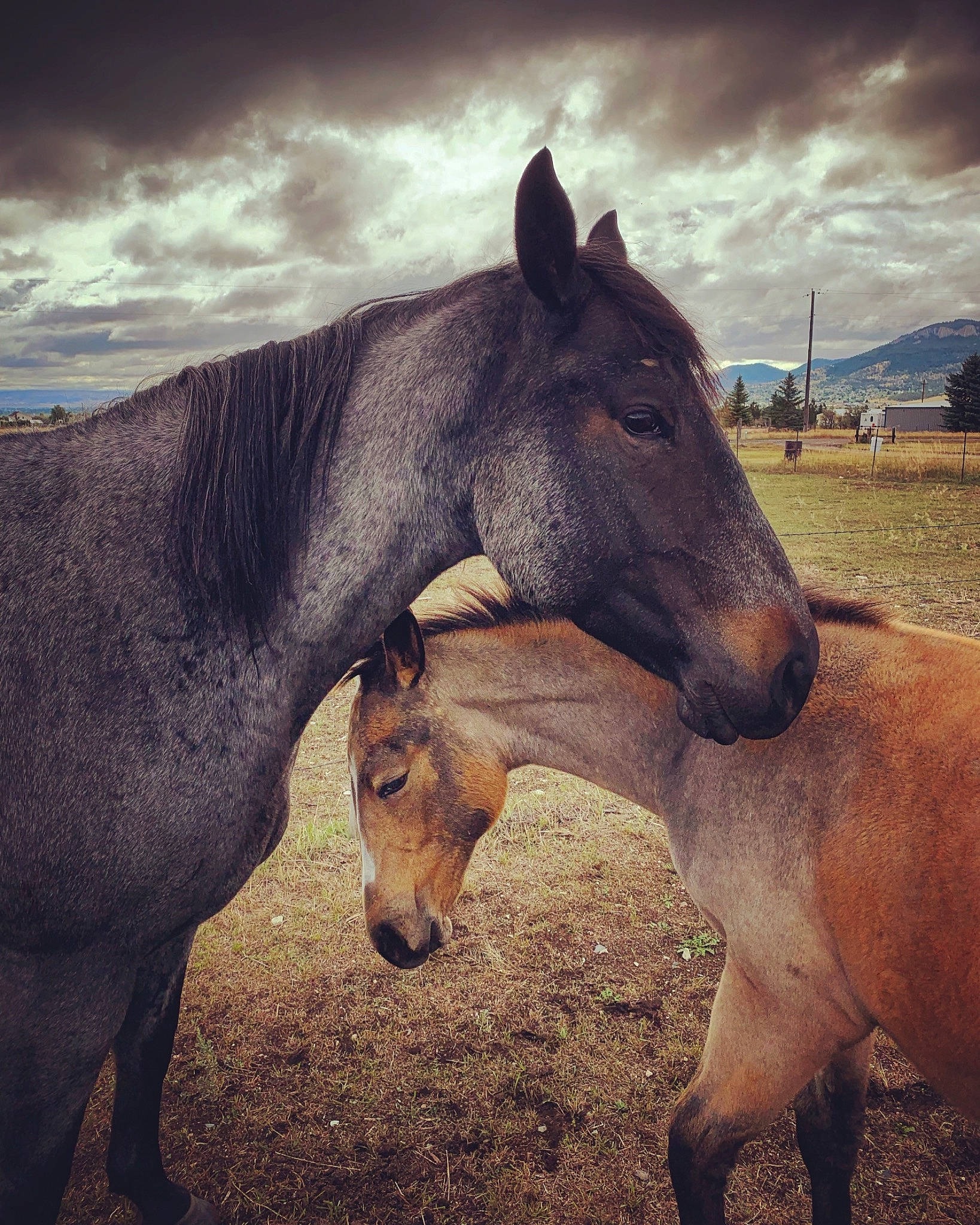 Besos joined the competition — help win amazing prizes! cloud, colt, horse, landscape, liver, livestock, mammal, mane, mare, mountain, mustang_horse, nose, pack_animal, photography, sky, snout, sorrel, stallion, vertebrate, wildlife