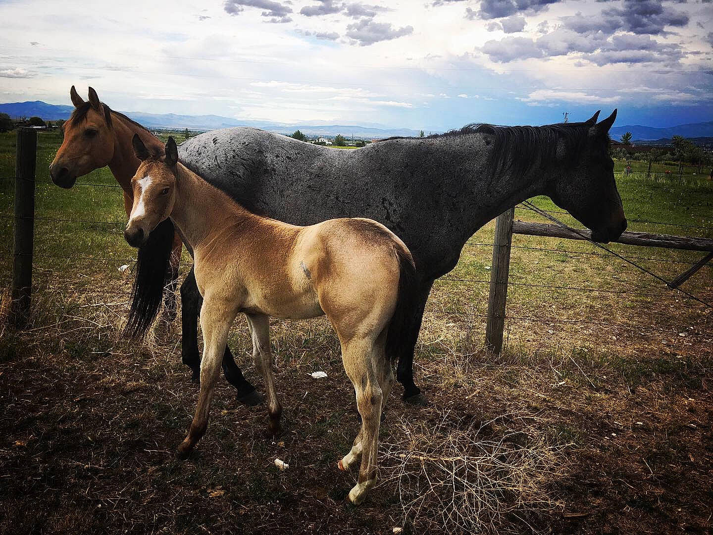 Besos is registered to the contest to win money with this photo: colt, farm, foal, grass, grassland, horse, landscape, livestock, mammal, mane, mare, mustang_horse, pasture, ranch, rural_area, sky, stallion, terrestrial_animal, vertebrate, wildlife