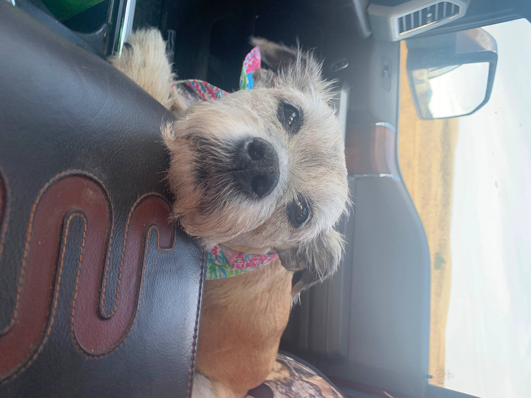 Violet is registered to the contest to win money with this photo: cairn_terrier, canidae, carnivore, companion_dog, dog, dog_breed, ear, mammal, miniature_schnauzer, morkie, norwich_terrier, petit_basset_griffon_vendeen, puppy, schnoodle, small_terrier, snout, sporting_lucas_terrier, terrier, toy_dog, west_highland_white_terrier