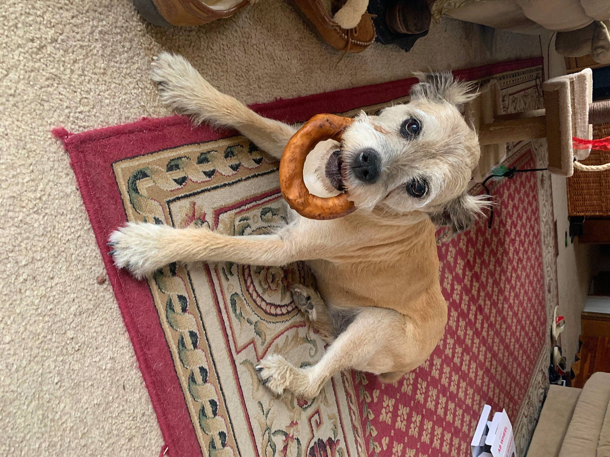 Violet joined the competition — help win amazing prizes! ancient_dog_breeds, canidae, carnivore, companion_dog, dog, dog_breed, dog_toy, fawn, floor, flooring, fur, puppy, rare_breed_dog, sporting_group, street_dog, tail, wood