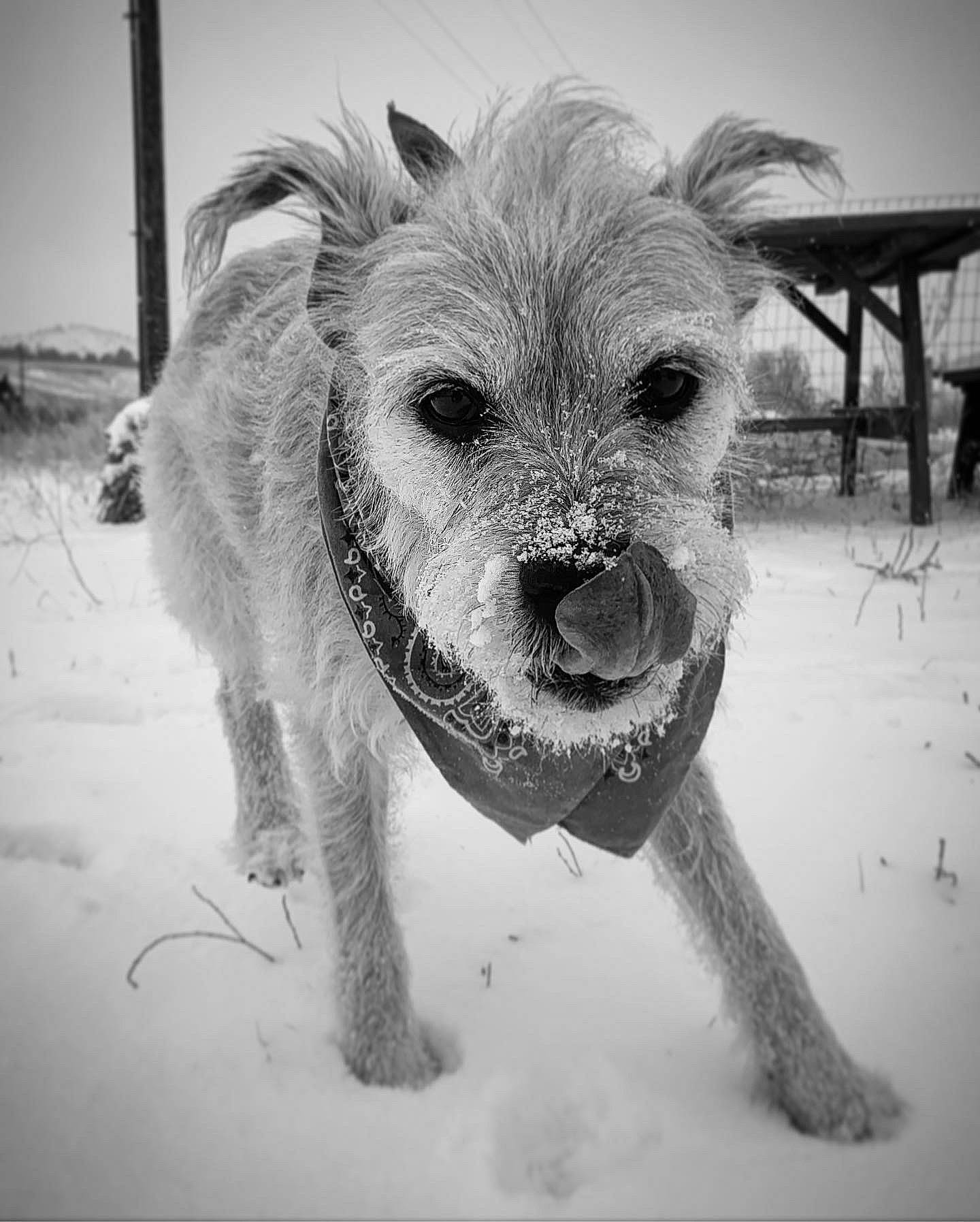 Violet joined the competition — help win amazing prizes! black_and_white, cairn_terrier, canidae, carnivore, dog, dog_breed, drawing, eye, mammal, monochrome, monochrome_photography, nose, photography, snout, snow, sporting_group, terrier, west_highland_white_terrier, white, winter