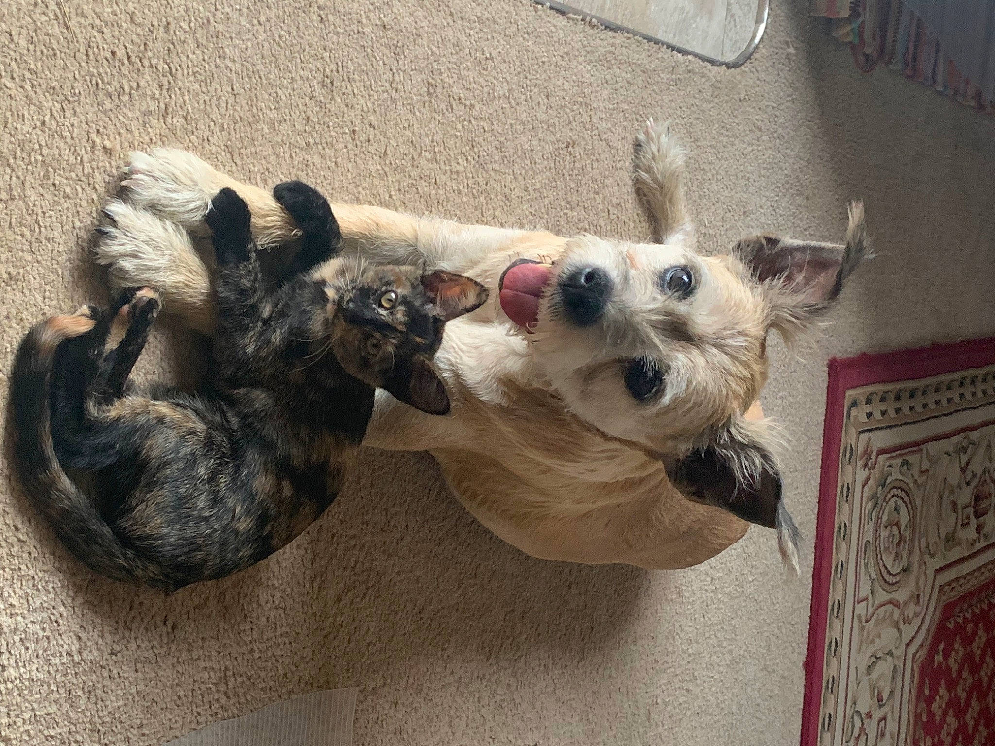 Violet joined the competition — help win amazing prizes! cairn_terrier, canidae, carnivore, companion_dog, dog, dog_breed, ear, fawn, mammal, miniature_schnauzer, pembroke_welsh_corgi, puppy, schnauzer, sporting_group, standard_schnauzer, terrier, toy_dog