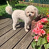 canine, curly_fur, daylight, dog, fence, flower_pot, garden, grass, greenery, nature, outdoor, pet, pink_flowers, plants, potted_plant, shrub, summer, sunlight, white_dog, wooden_deck