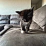 Silvestre joined the competition — help win amazing prizes! kitten, cat, black_and_white, couch, living_room, furniture, pet, small, cute, whiskers, indoor, curious, young, feline, soft, cozy, home, animal, exploring, fur