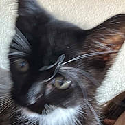 Silvestre joined the competition — help win amazing prizes! cat, black_and_white, whiskers, close_up, blurry, pet, animal, feline, ears, fur, indoor, portrait, face, cute, domestic_animal, whisker_wig, expression, playful, eye, nose