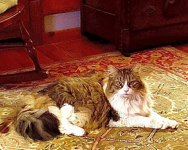 Lizzy joined the competition — help win amazing prizes! box, cabinetry, carnivore, cat, chest_of_drawers, domestic_short_haired_cat, drawer, felidae, flooring, fur, grass, hardwood, metal, plant, small_to_medium_sized_cats, snout, tail, terrestrial_animal, whiskers, wood