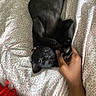 animal, bed, bedspread, black_cat, cat, cozy, domestic_cat, feline, hand, human_hand, indoor, patterned_bedspread, paw_holding, paws, pet, playing, red_yarn, relaxing, resting, yarn